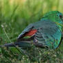 The 'Red Rump', the Bird's Namesake