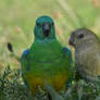 Happy Clucking, Female Landed Nearby