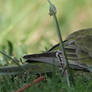 Female Red-rump, Camouflage
