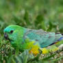 Pretty Parrot