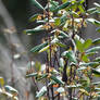 Crescent Honeyeater (feeding on Mountain Correa)