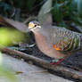 Bronzewing Pigeon - A Full Rainbow