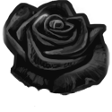 black rose stock