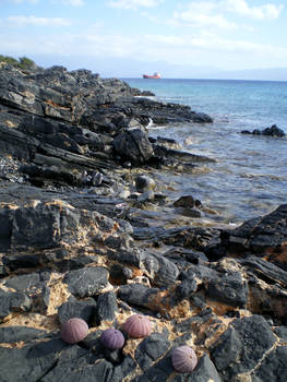 Four Sea Urchins And A Boat