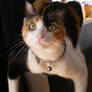 Lisa the Cat