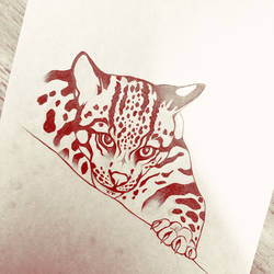 Ocelot