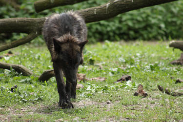 Black Wolf