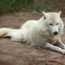 Hudson bay wolf