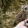 Little Owl2
