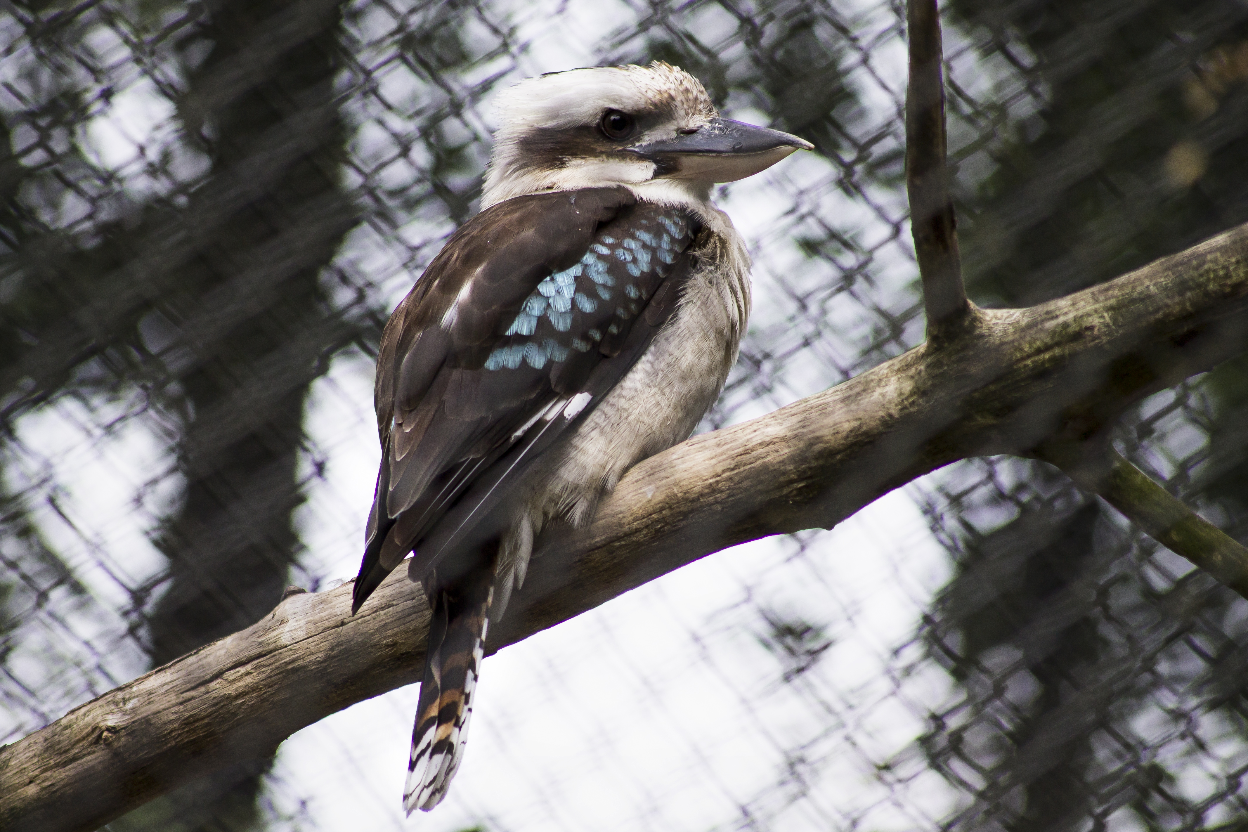 Laughing kookaburra