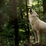 Howling On