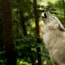 sing with the wind