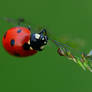 ladybug