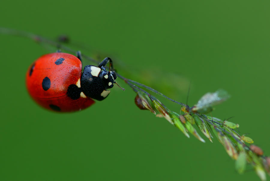 ladybug