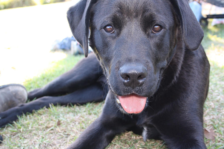 Rocko, the rotti. by gotsammi on DeviantArt