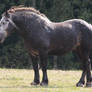 Percheron Stallion Stock