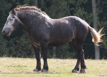 Percheron Stallion Stock