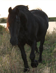 Friesian Mare