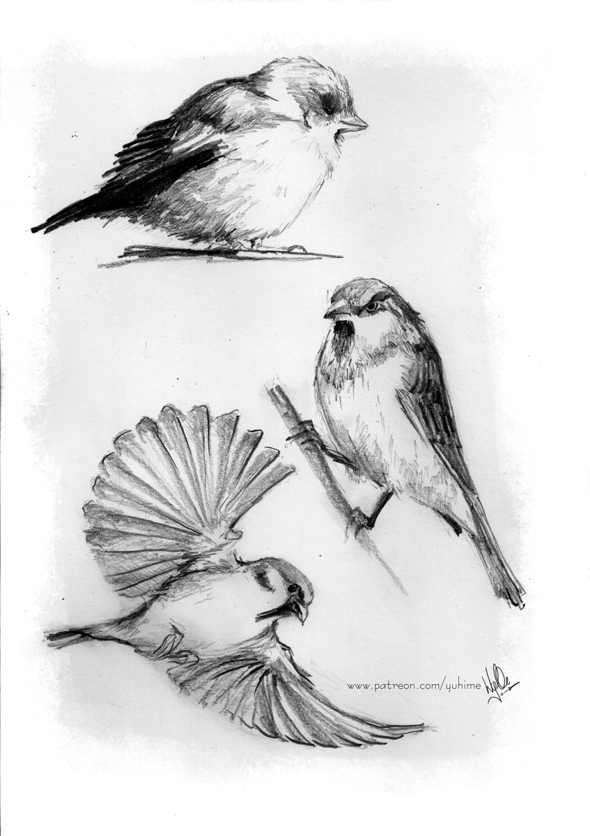 Decembird 3: Sparrows