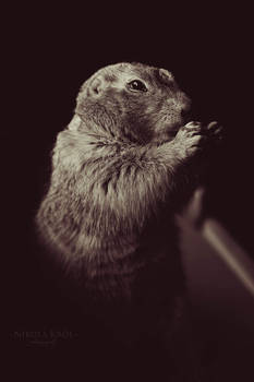 Prairie dog 3