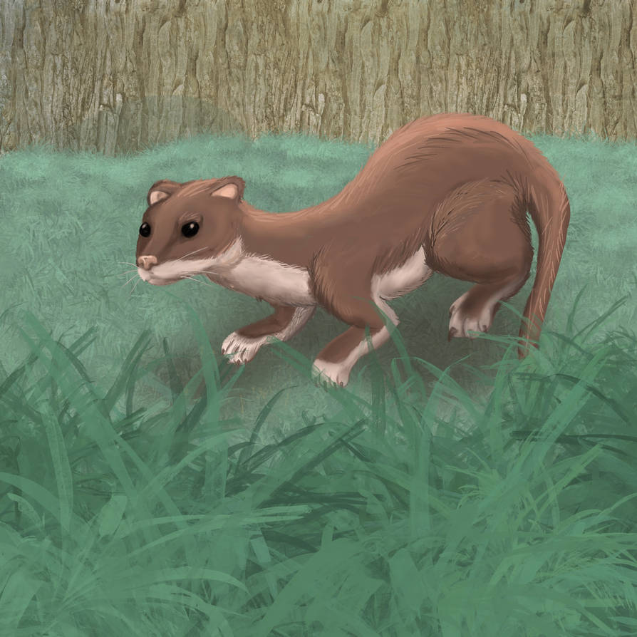 Stoat Voodoo Stoat by hul78 on DeviantArt