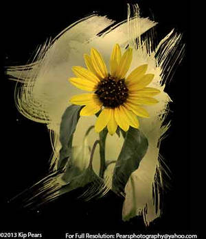 Painted Yellow Flower (Edited Photograph)