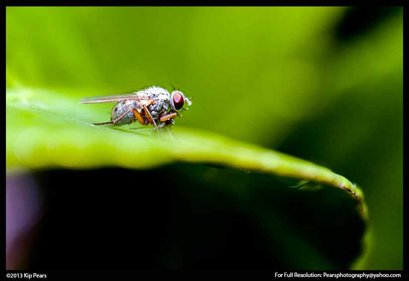 Small fly on leaf