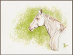 Akhal-Teke stallion by LiberaEqua