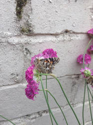 Butterfly close-up