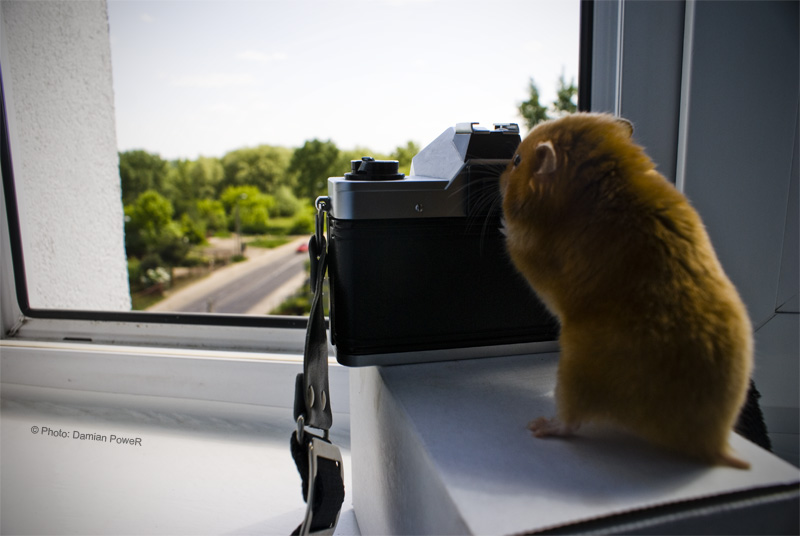 Hamster Photographer