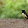 Willie Wagtail