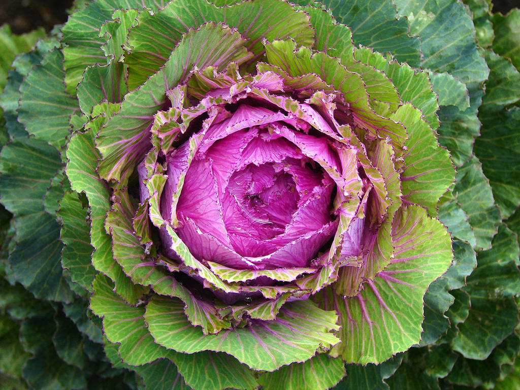 pretty cabbage