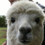 Close-up of Alpaca