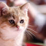 Chinchilla kitten