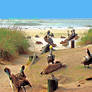 Pelican Gathering