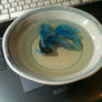 fighting fish
