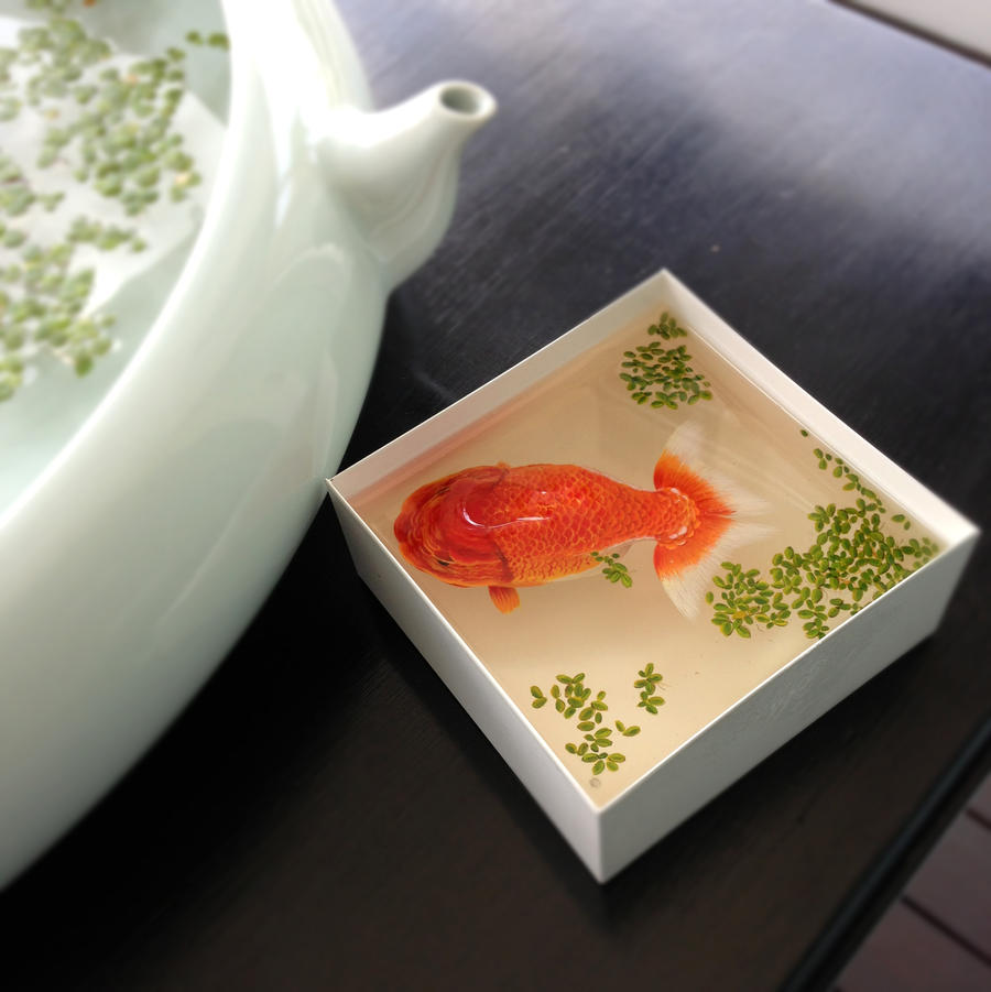 Ranchu