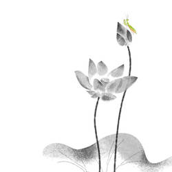 lotus 5
