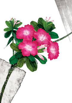 Floral fascination-Desert Rose