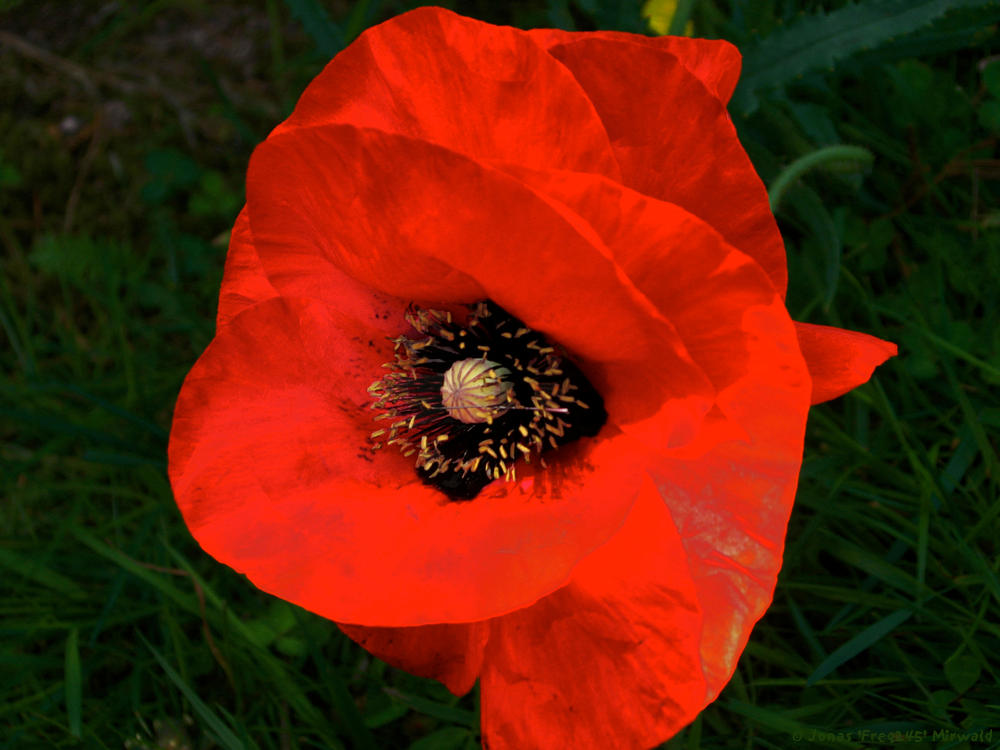 Bloodflower by Freq245 on DeviantArt