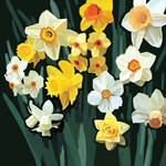 Daffodil Photo Study