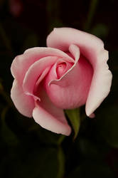 a pink rose