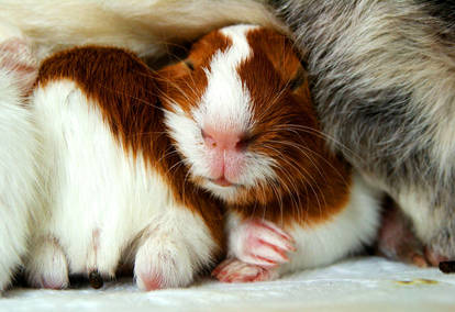 guinea pigs III