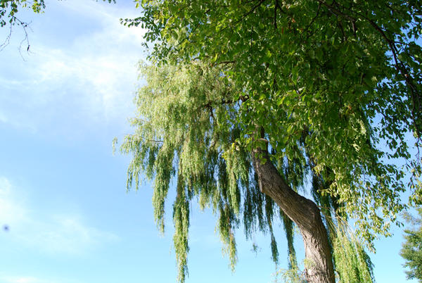 tree by life-in-the-lens on DeviantArt