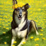 Dandelions