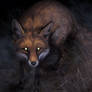 Feral