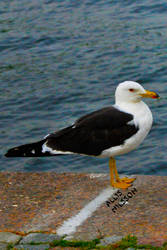 Seagull