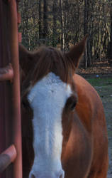 Hiding Horses