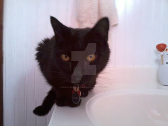 Buddy On The Bathroom Sink