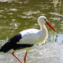 Stork